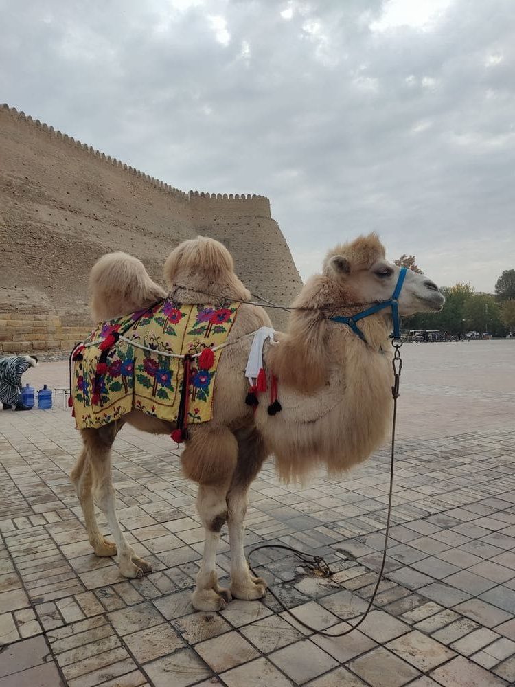 Bukhara deva uz zidine