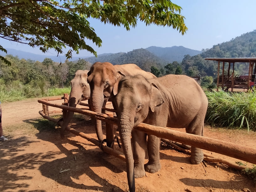 Karen Elephant Serenity