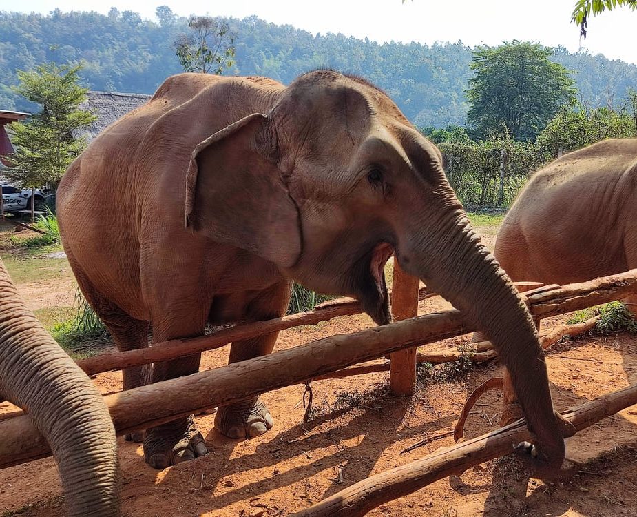 Karen Elephant Serenity