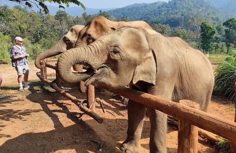 Karen Elephant Serenity