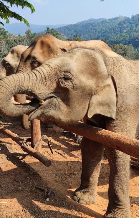 Karen Elephant Serenity