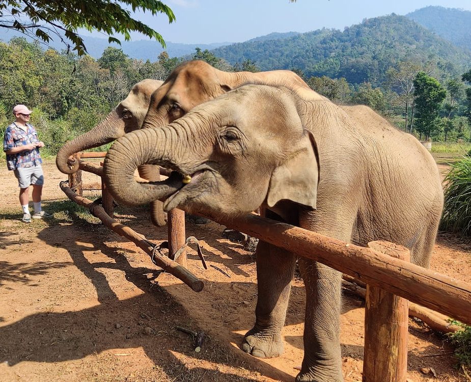 Karen Elephant Serenity