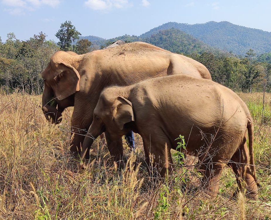 Karen Elephant Serenity