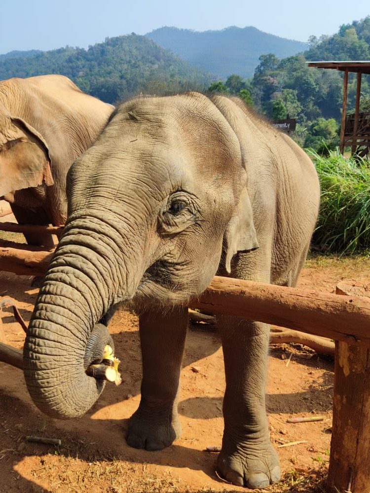 Karen Elephant Serenity